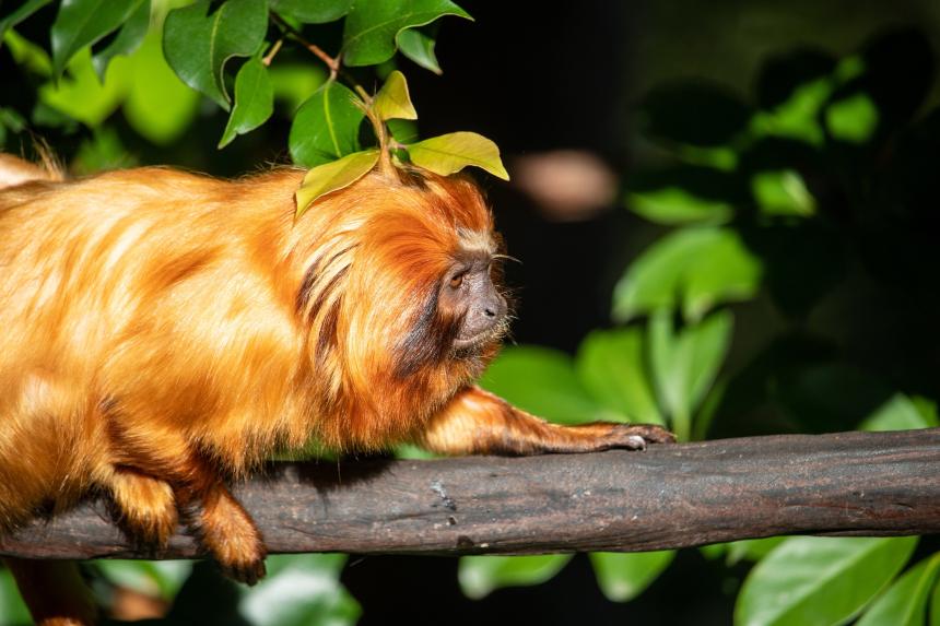 A golden lion tamarin shown on a branch of a tree.