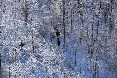 Moose cow and calf courtesy of NYS DEC.