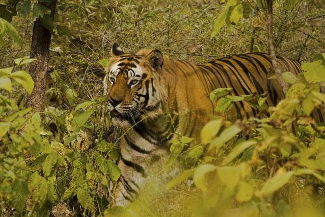 AA Bengal tiger walking through the jungle by R. Gilbert 