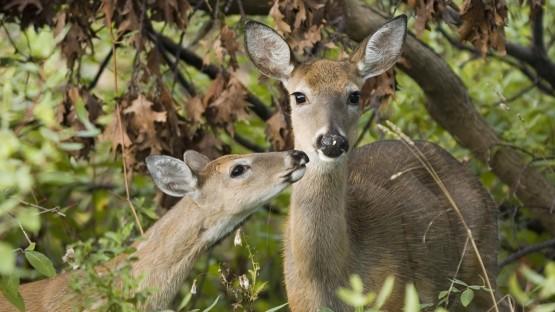 Two White-tailed Deer shown in a forest.
