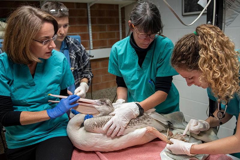 Cornell veterinarians with students treating a pelican