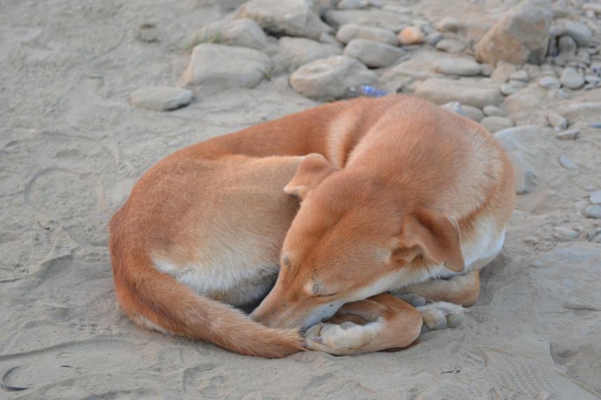 Free-roaming dog shown curled up asleep on the ground.