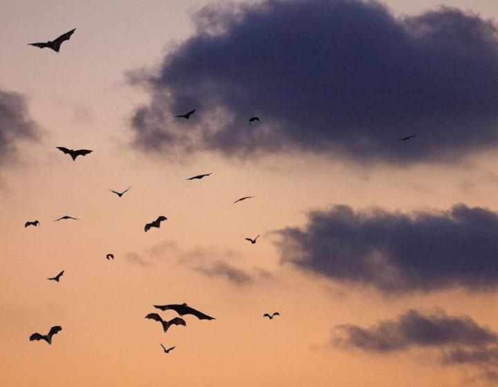 Bats flying against a sunset sunset with clouds.