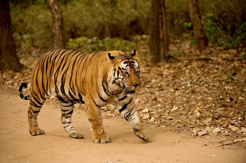 The Bengal Tiger News