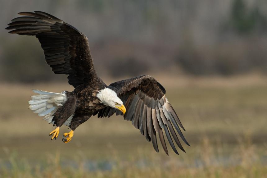 A Bald Eagle in flight by Richard Lee/Unsplash