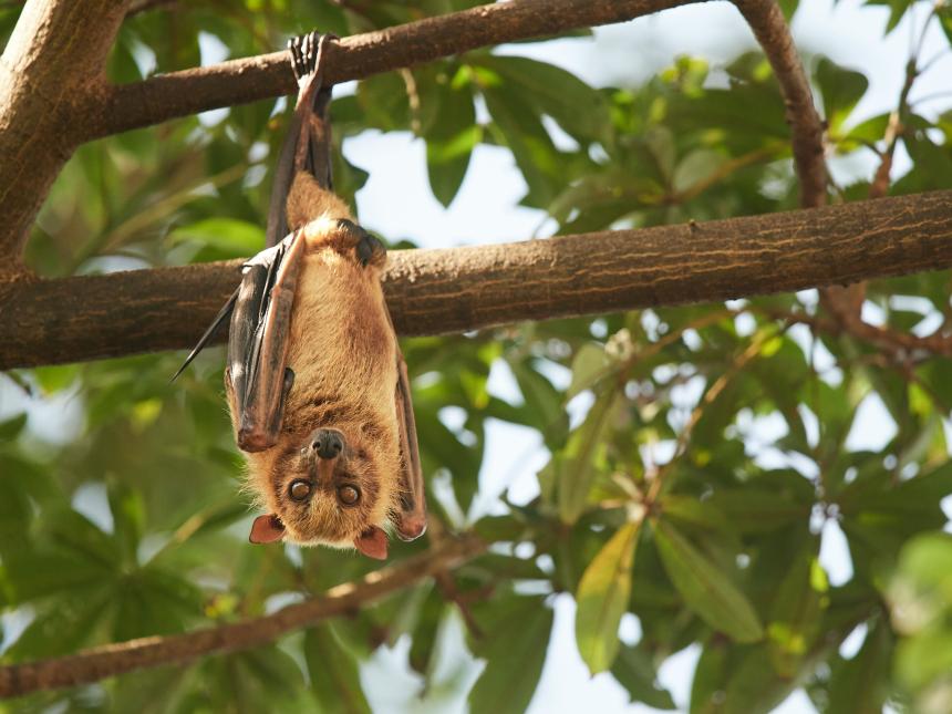 Flying Fox by Nils Bouillard-ztyLXIUYYho-unsplash.