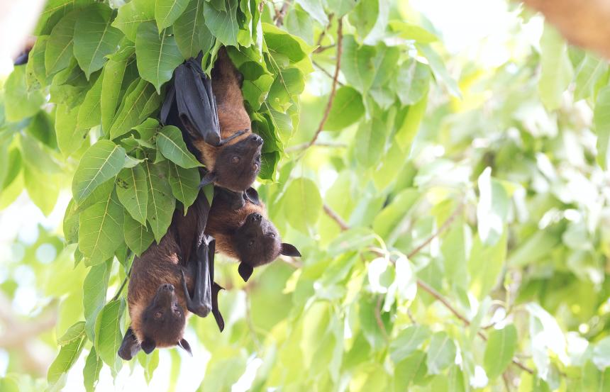 Flying fox bats shown roosting in a tree by Hans-Veth-Er7IsQ7cw-o-unsplash