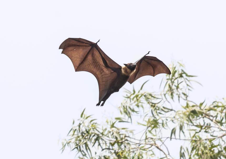 Great Indian Flying Fox Bat by Hari K Patibanda CC BY 2.0.
