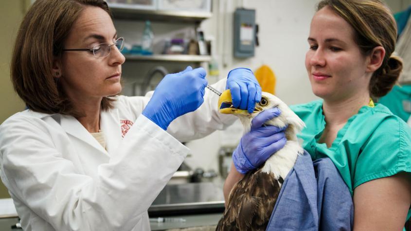 Sara Childs-Sanford treats Bald Eagle by Carol Jennings/CVM