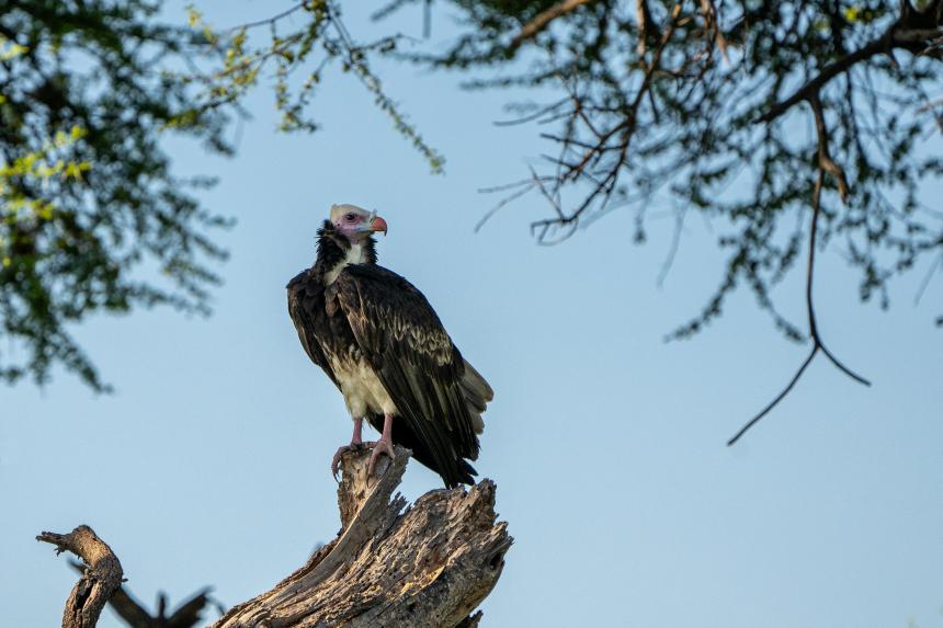 White-headed Vulture by Hans Jurgen-Mager (mKElVrmjoFM-unsplash) shown perched in a tree.