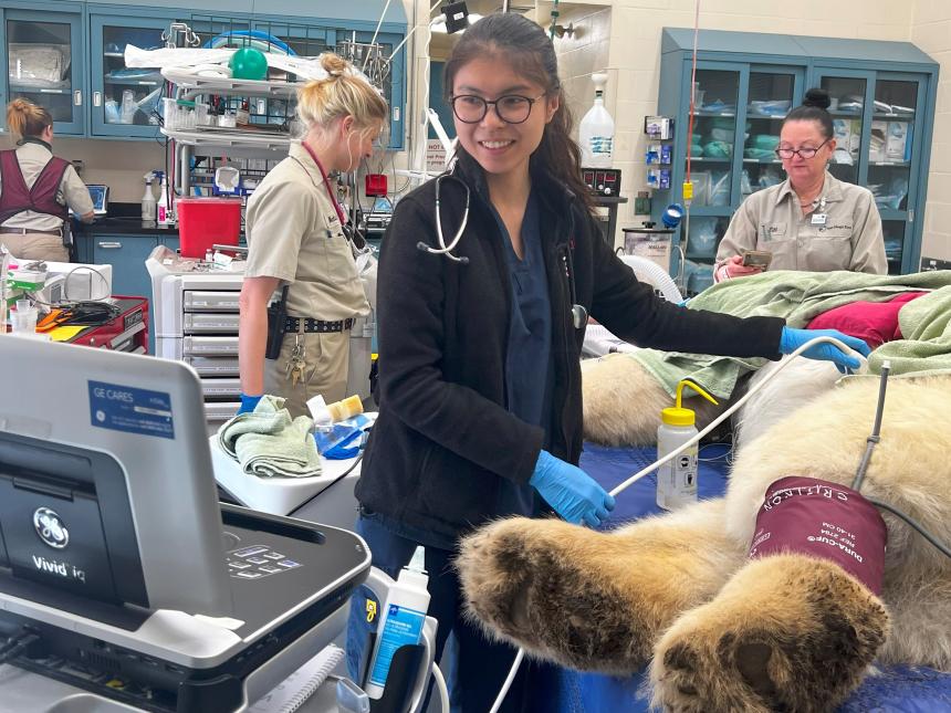 Katherine Zhou performing a medical procedure on a polar bear