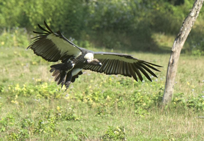 Vulture flying close to the ground