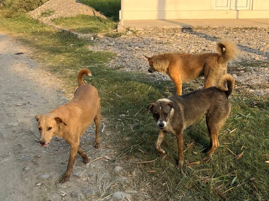 Free-roaming dogs in Nepal