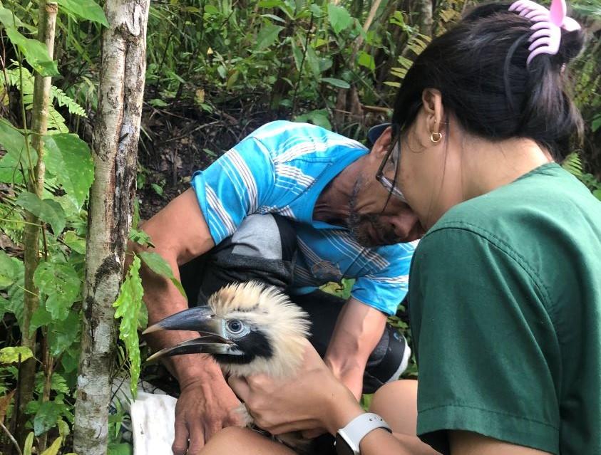 Dr. Monica Atienza examining a juvenile Visayan Tarctic horbill and placing a leg ID band