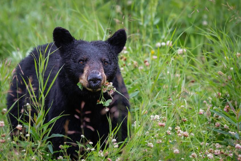 Black Bear in a grassy field by Pete Nuij, Unsplash.