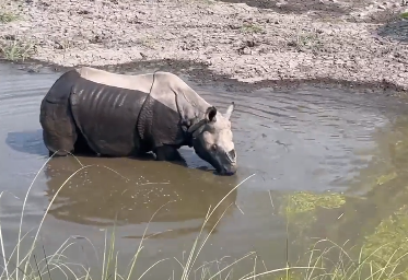 Nepal rhino by Martin Gilbert