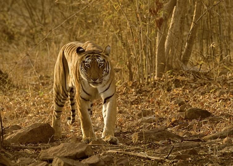 Tiger walking in the forest by R. Gilbert.