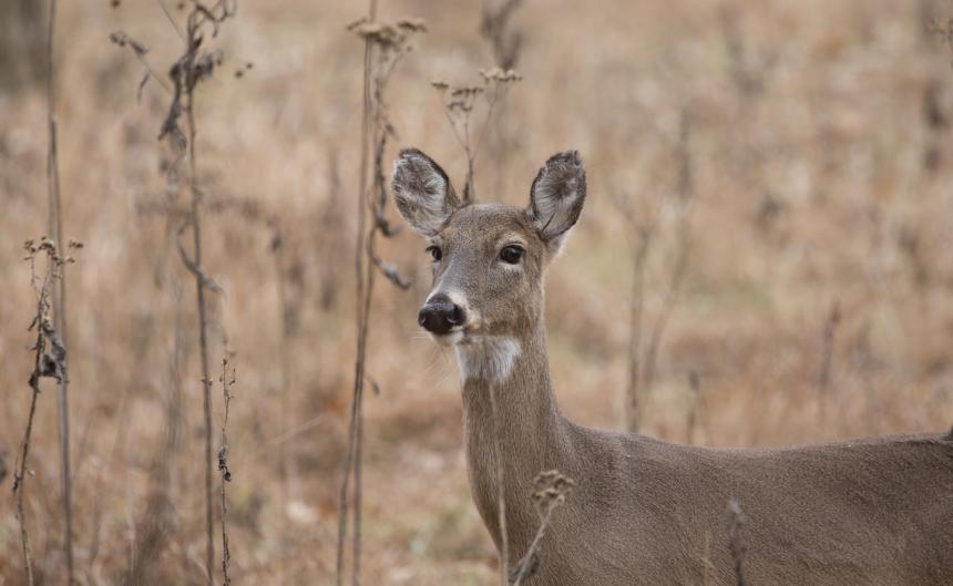 White-tailed deer doe shown in a field of brown vegetation by Brad Taylor.