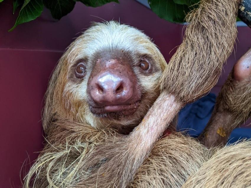 A sloth recovering from electrocution