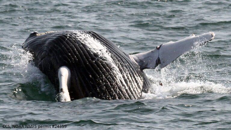 A whale calf’s entangled flipper and how tightly wrapped the line is.