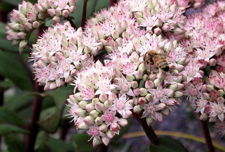 Honey bee on milkweed by Christine Bogdanowicz.