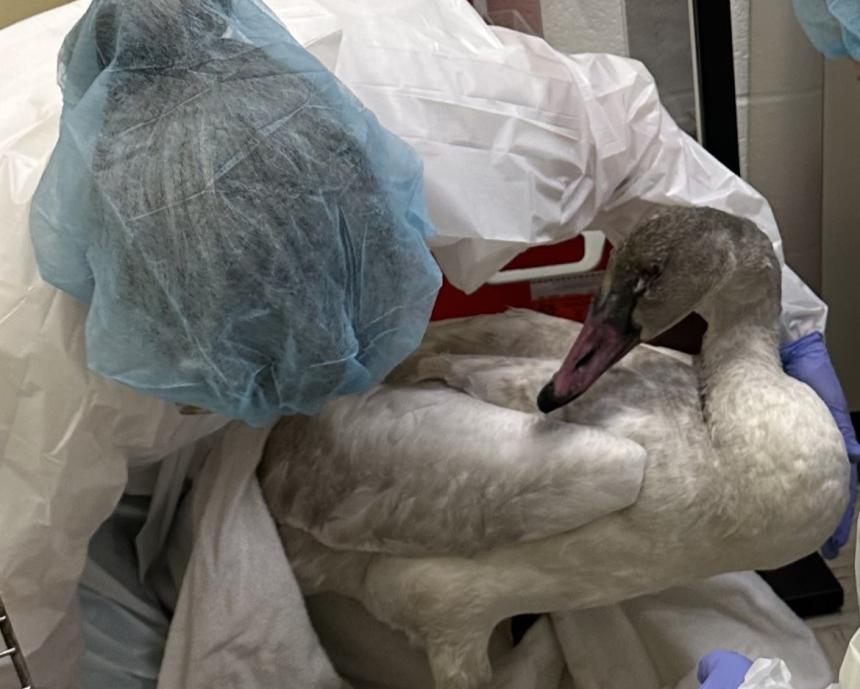 Members of the wildlife hospital in PPE shown treating a swan.