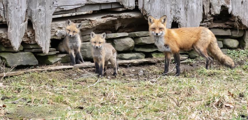 Red fox family standing in front of an old barn by Christine Bogdanowicz