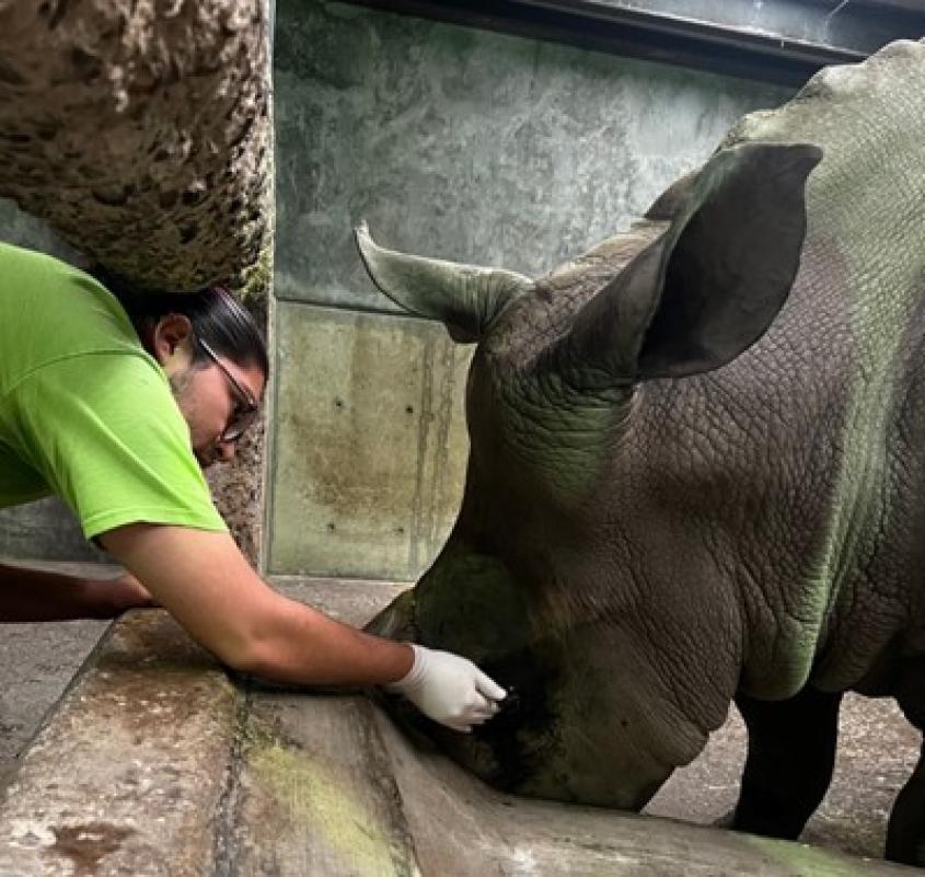 Sergio Acuna Gutierrez applies antibiotic ointment to the eyes of Mayte, an African White rhinoceros. Photo: Provided