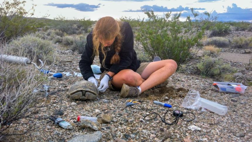 Biologist Brenda Hanley attaches a transmitter to a free-ranging desert tortoise.