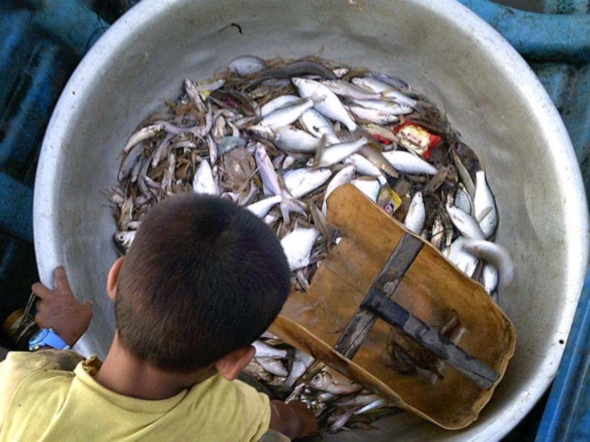 A child looking into a bucket with fish in the bottom.
