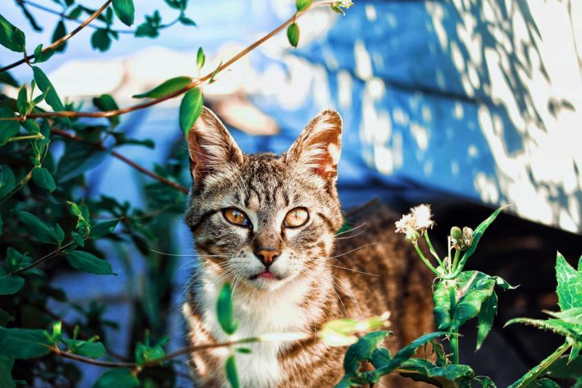 A domestic cat shown outside.