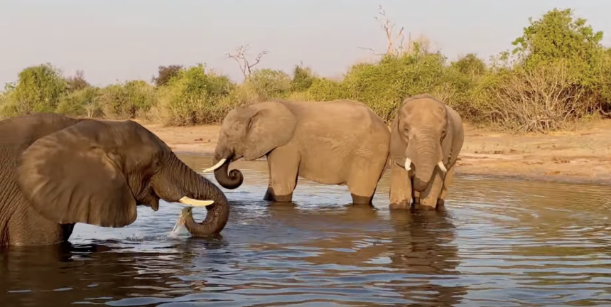 A small herd of elephants in a river.
