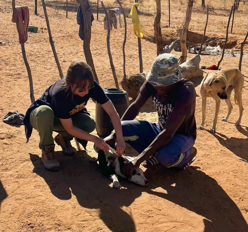 Administering a vaccine during the rabies campaign trip in the Eastern Communal Conservancies. Photo: Dr. Robin Gieling