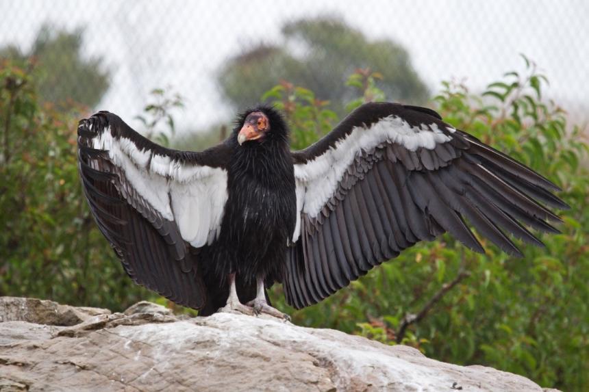 A Calfornia Condor shown spreading it's wings while standing on a rock; Ken Bohn/San Diego Zoo Wildlife Alliance.