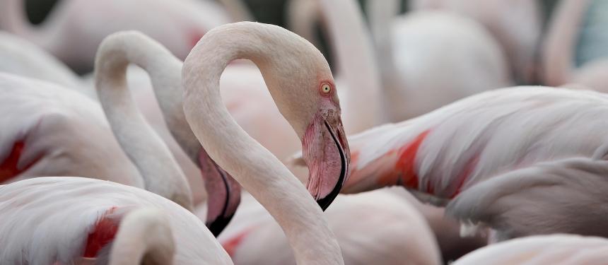 A flock of flamingos shown up close; from Pixabay by Andrew Martin.