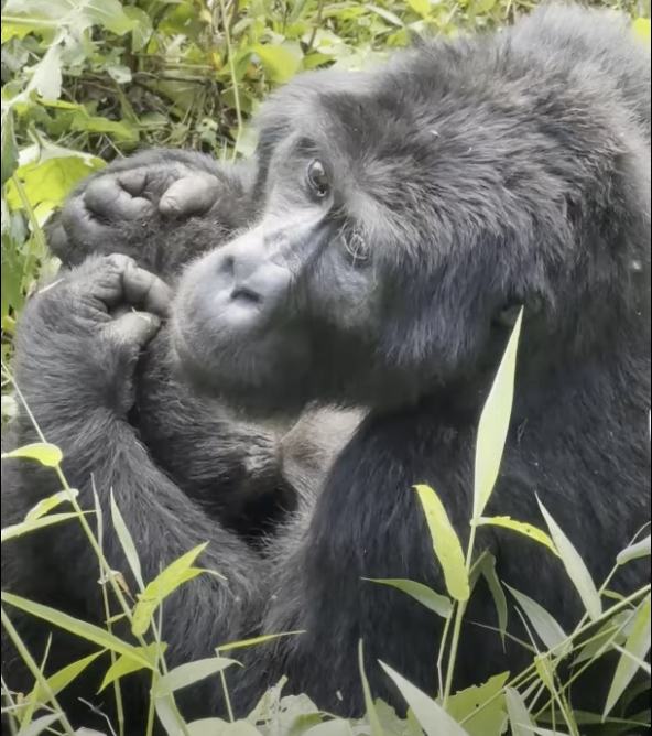 A gorilla in the forest.