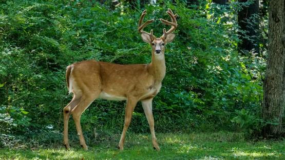 A buck white-tailed deer standing in a wooded area.