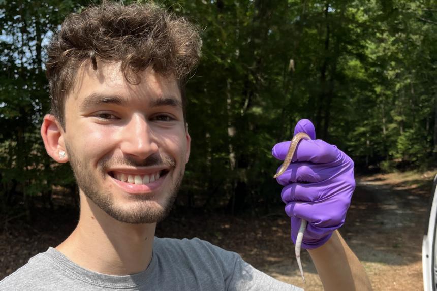 Wild snake capture and field sampling. Photo: Hannah Danks