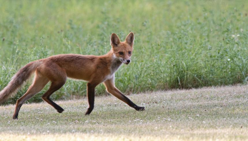 A Red Fox shown trotting in a field.