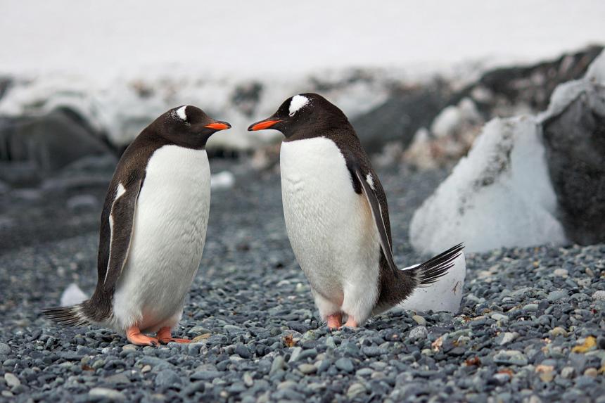 Two penguins shown looking at each other.