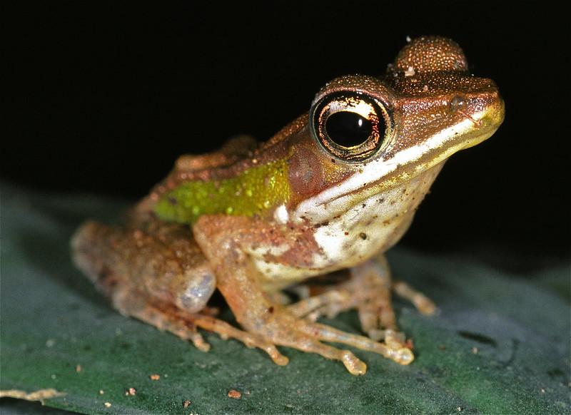 Golden-backed frog