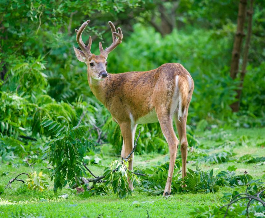 A young white-tailed deer buck against a green forest background..