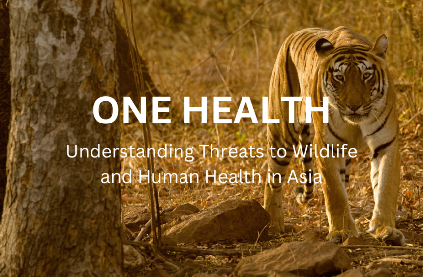 One Health Asia video screenshot showing a tiger.