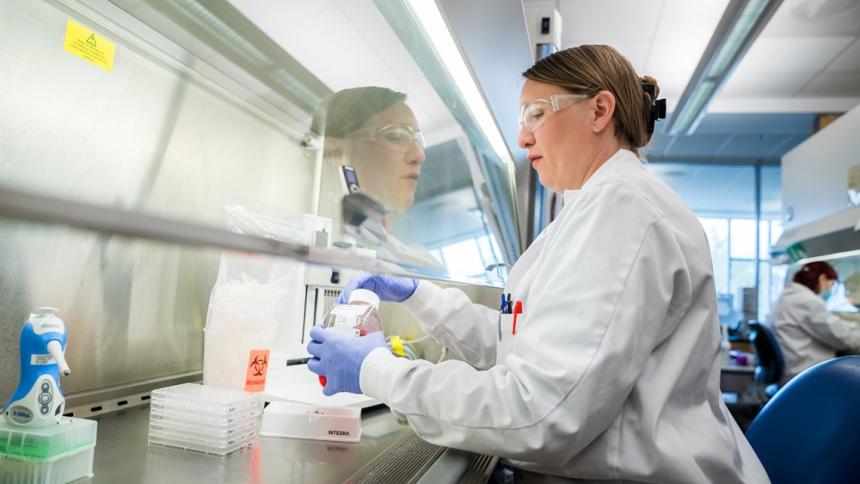 Samples being prepared for testing in a biosafety cabinet at the Animal Health Diagnostic Center. Darcy Rose/CVM