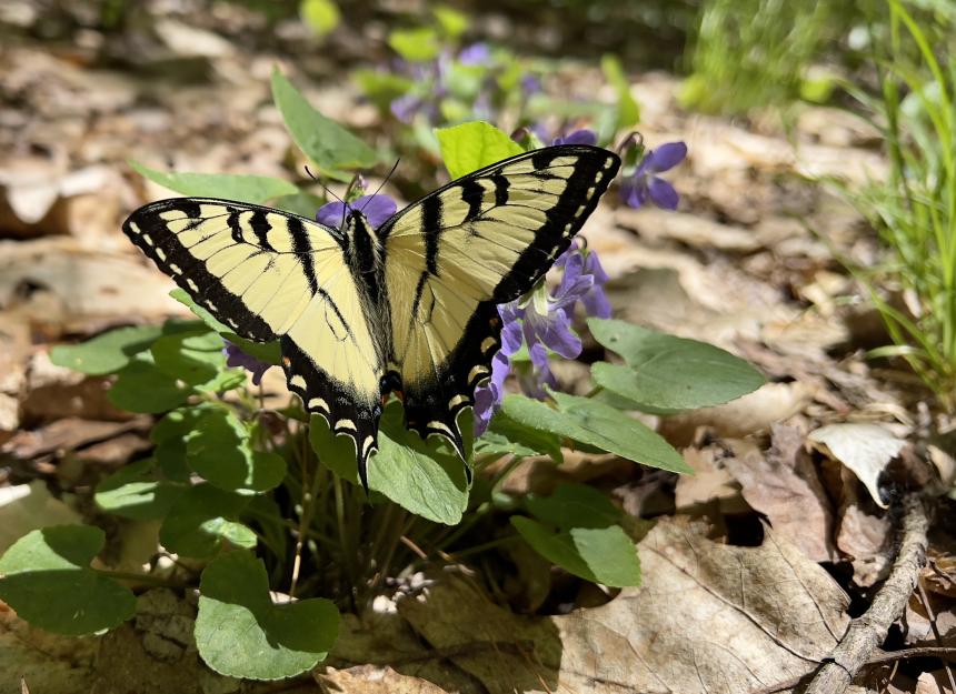 A Tiger Swallowtail butterfly.