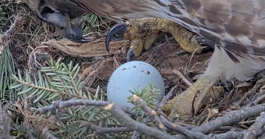 g Red on the Cornell campus nest surveying one of her eggs.
