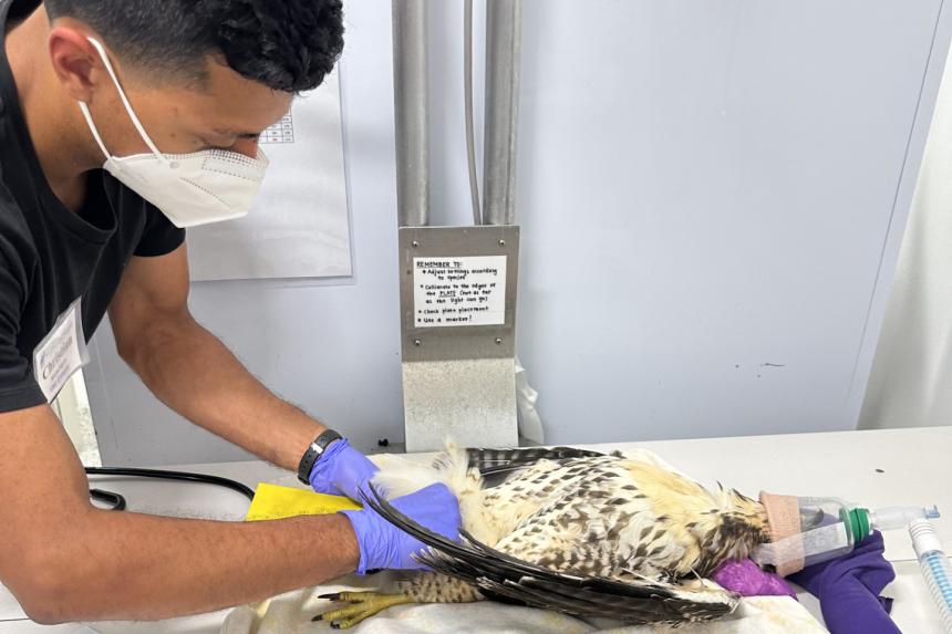 Christian Mazariegos placing a tail guard to prevent damage to the tail feathers on a red-tailed hawk anesthetized for radiographs.