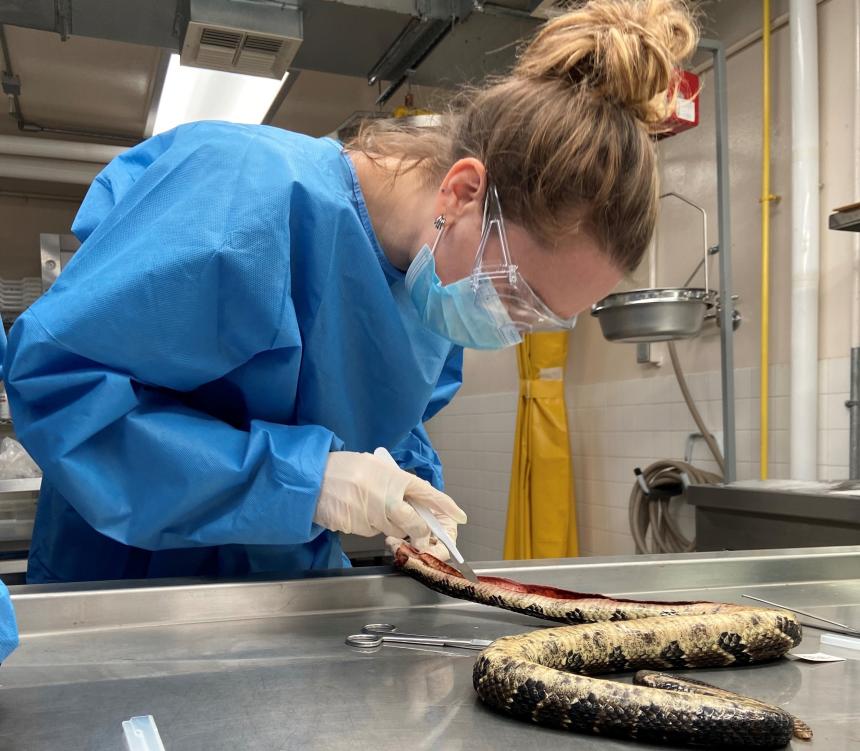 Melissa Fadden performing a rattlesnake necropsy.