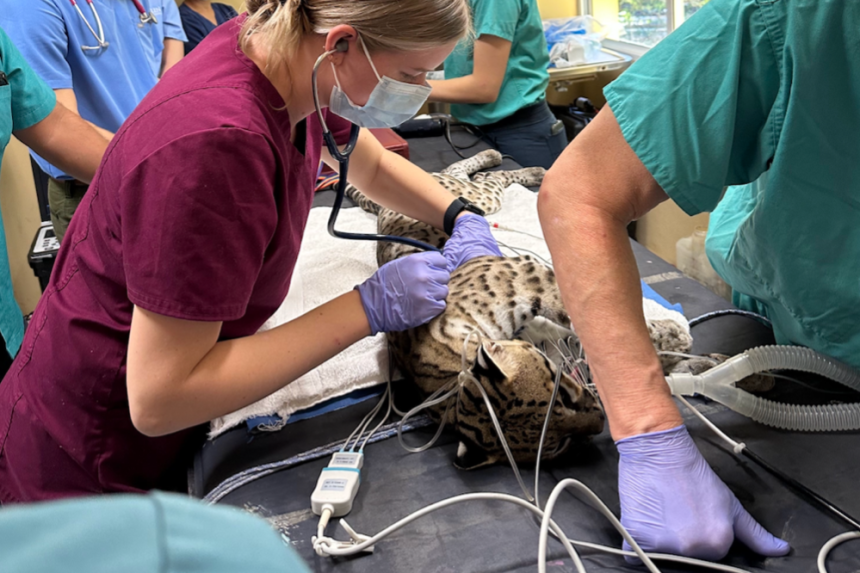 Katelyn Cadwallader (Class of ’26) auscultating the heart and lungs of an Ocelot.