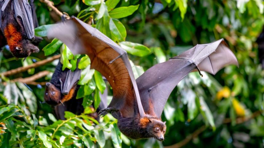 Black flying fox (Pteropus alecto); Pat Jones/Provided 